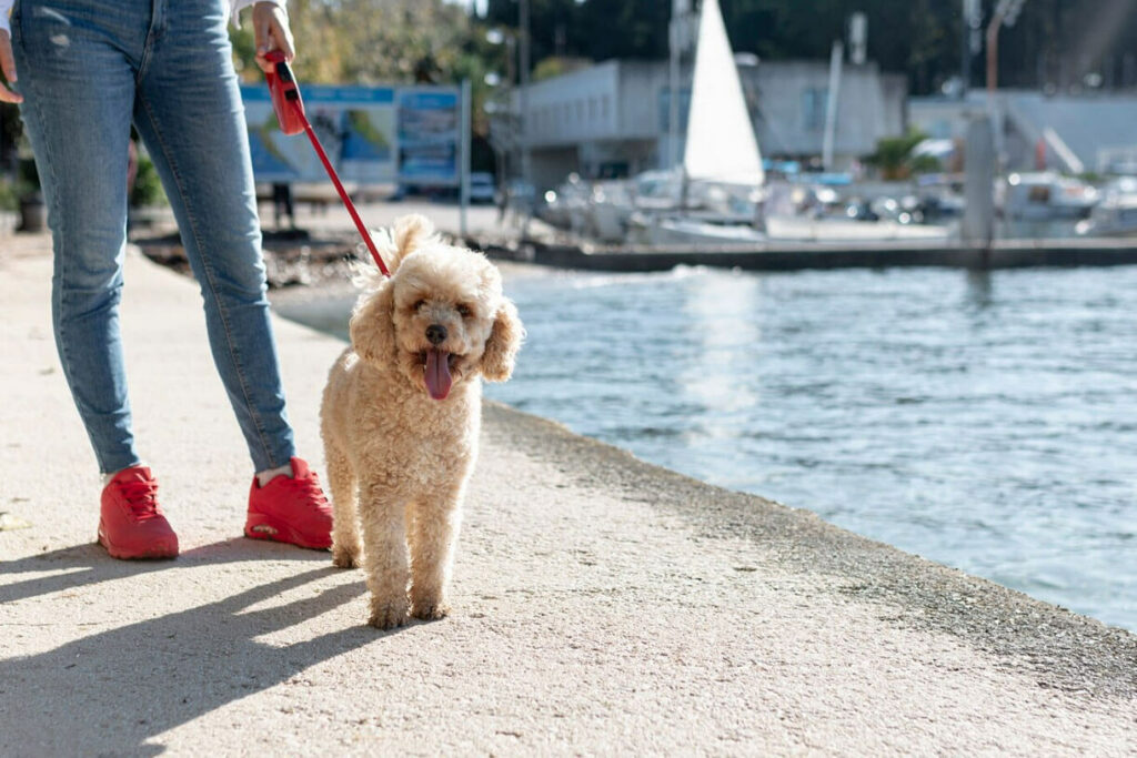 How-to-Keep-Your-Dog-Engaged-While-You’re-at-Work-Featured